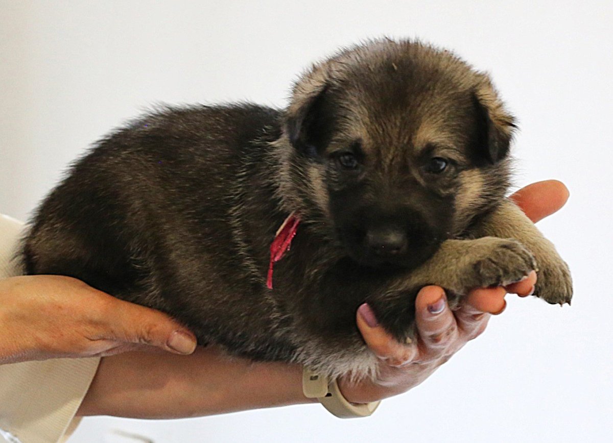 Восточно-европейская овчарка