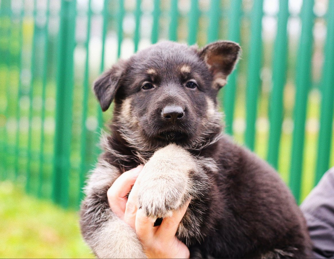 Восточно-европейская овчарка обои