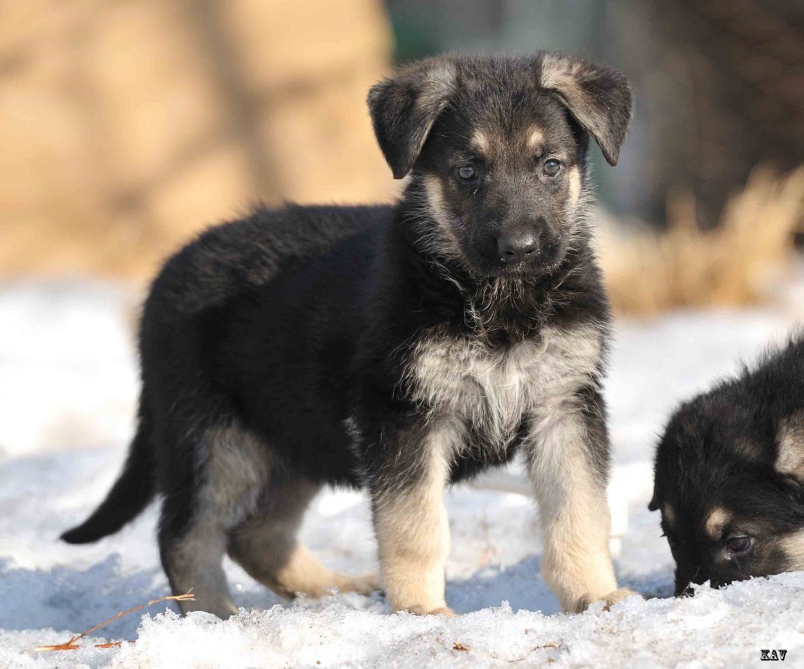 Восточная европейская овчарка щенок белый
