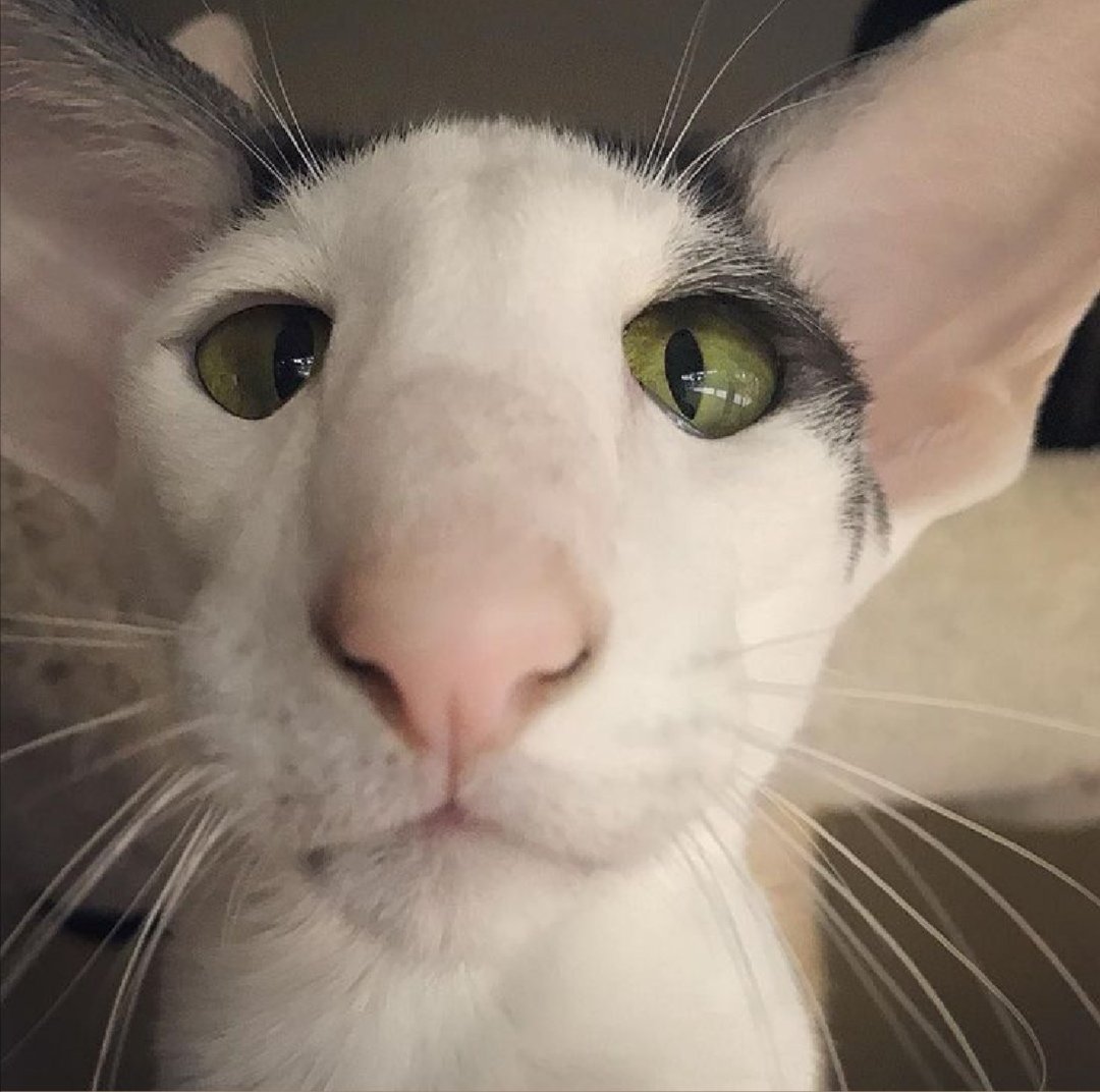 Ориентальный кот грузин