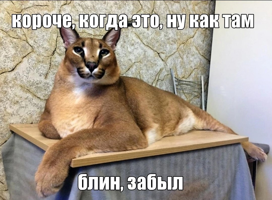 Каракал big floppy