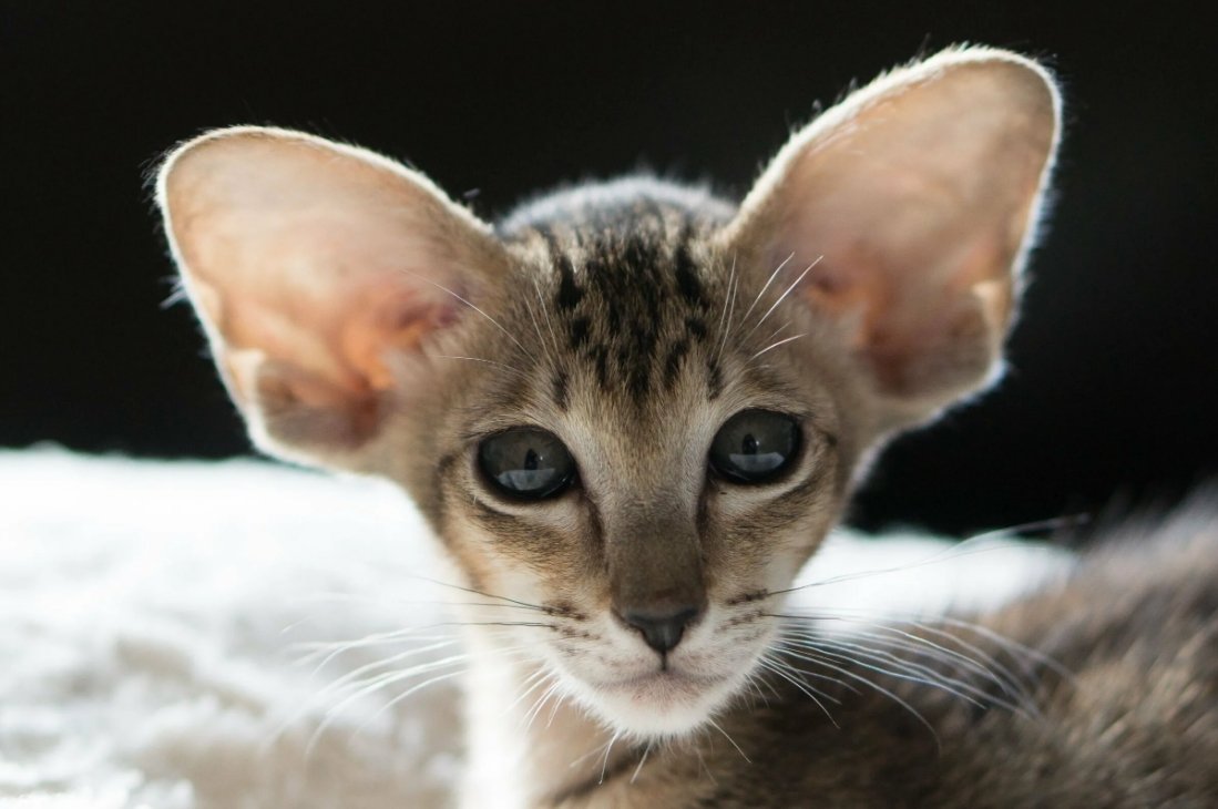 Чёрный сфинкс кошка