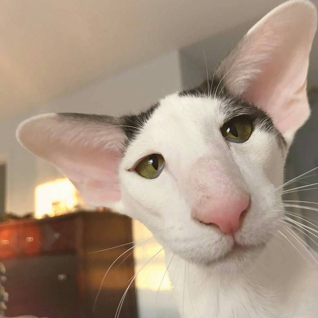 Коты ориенталы грузины