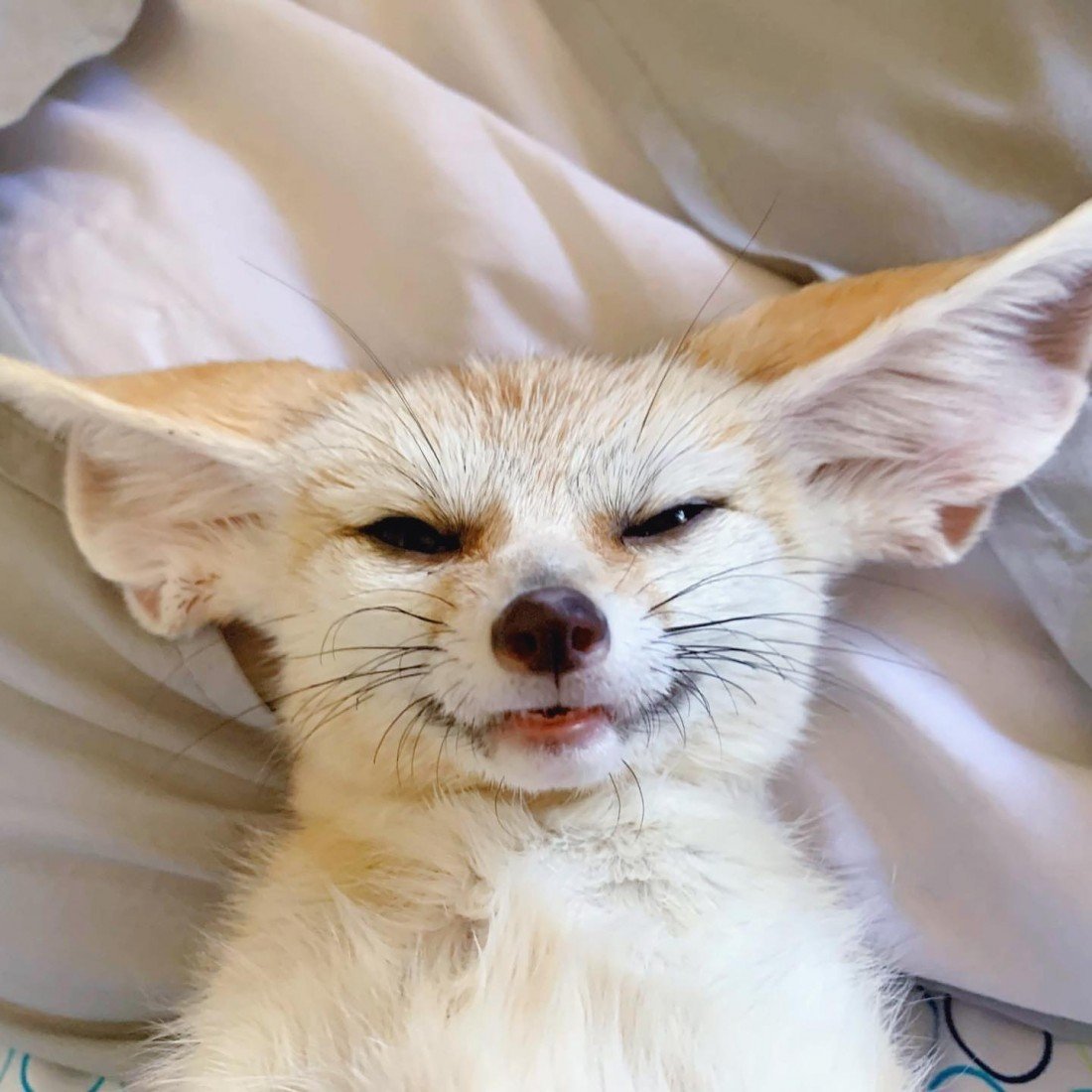 Черный ориентальный кот