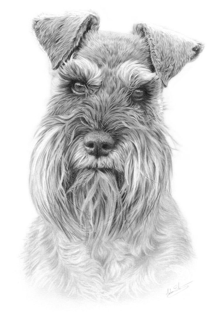 Шнауцер терьер карандаш