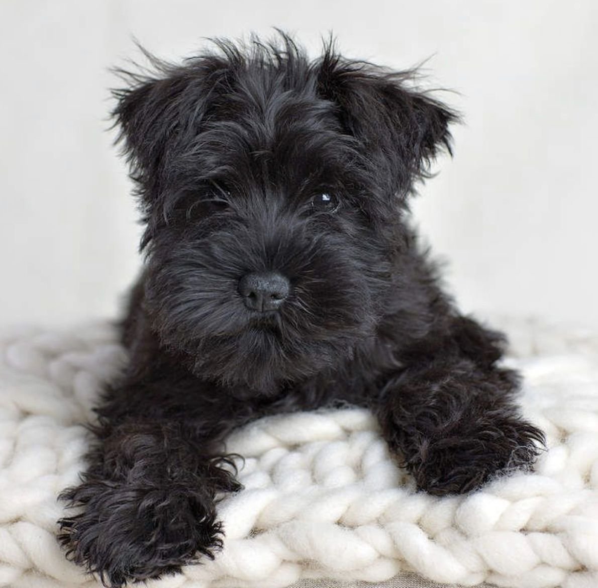 Кокер шнауцер