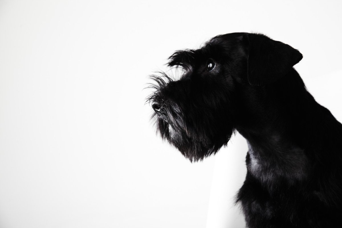 Миккель шнауцер