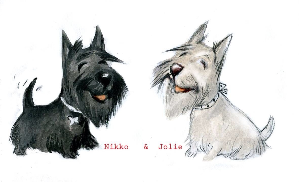 Скотч терьер рисунок