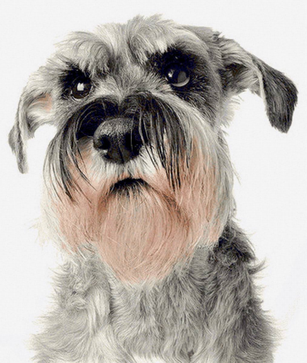 Шубер шнауцер