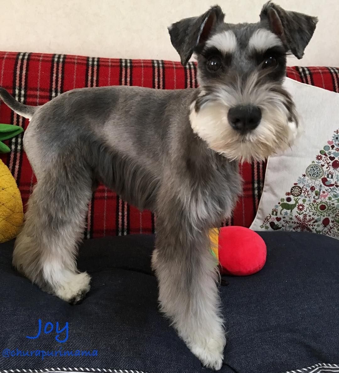 Тримминг миттельшнауцера