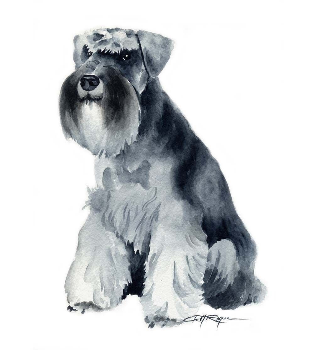 Шнауцер акварель