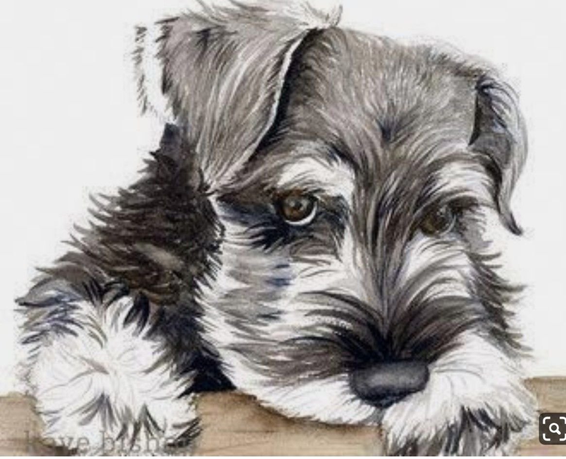 Цвергшнауцер Гном