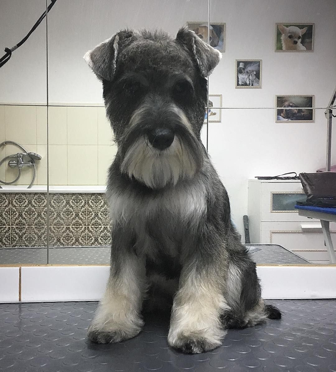 Цвергшнауцер тримминг