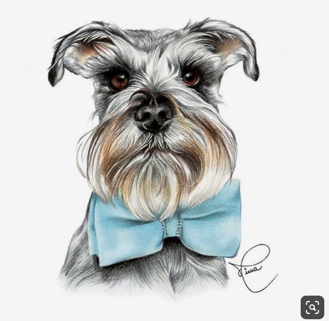 Цвергшнауцер рисунок