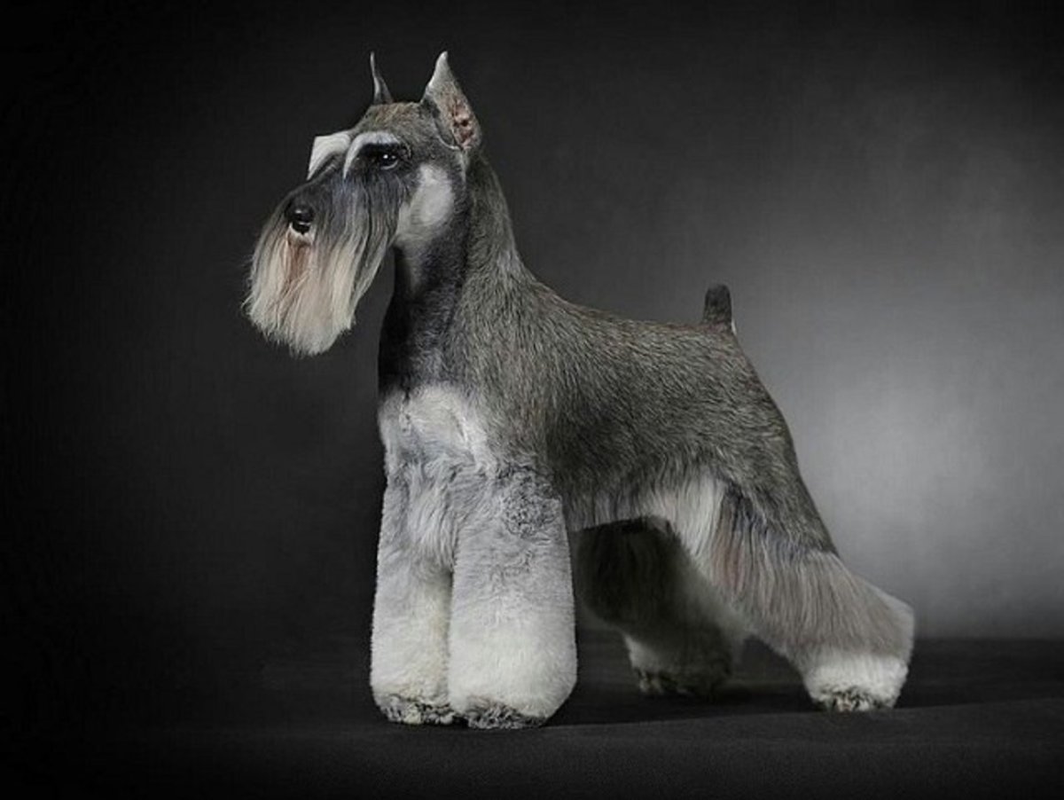 Шнауцер цверг груминг