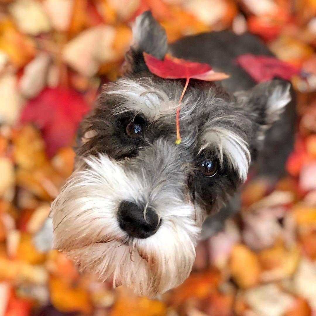 Милые Цвергшнауцеры