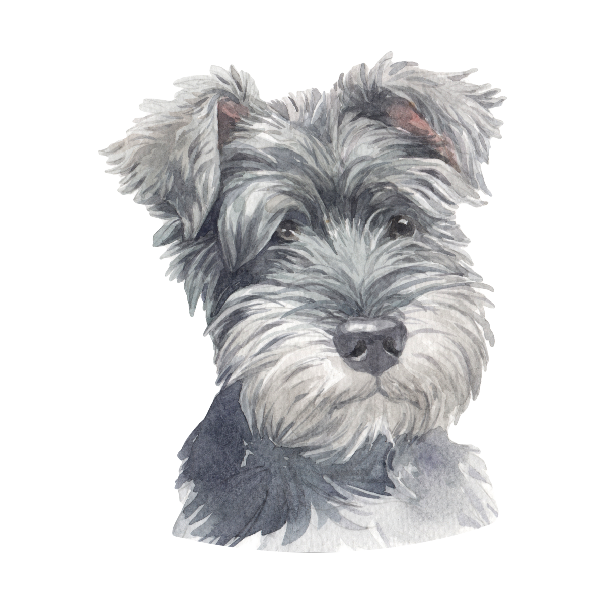 Цвергшнауцер рисунок акрилом
