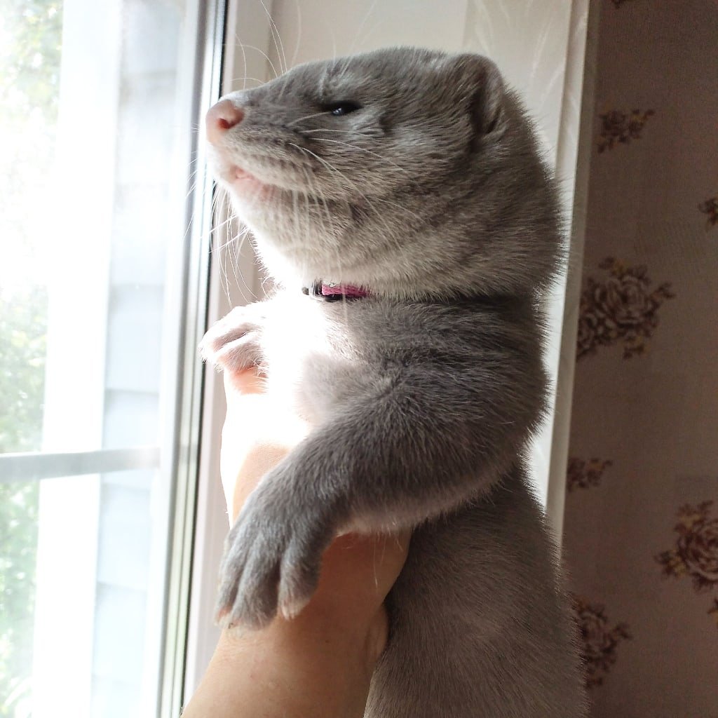 Мех лама серый