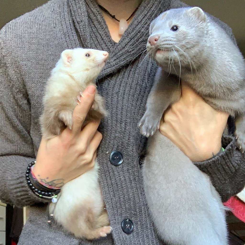 Самый большой хорек