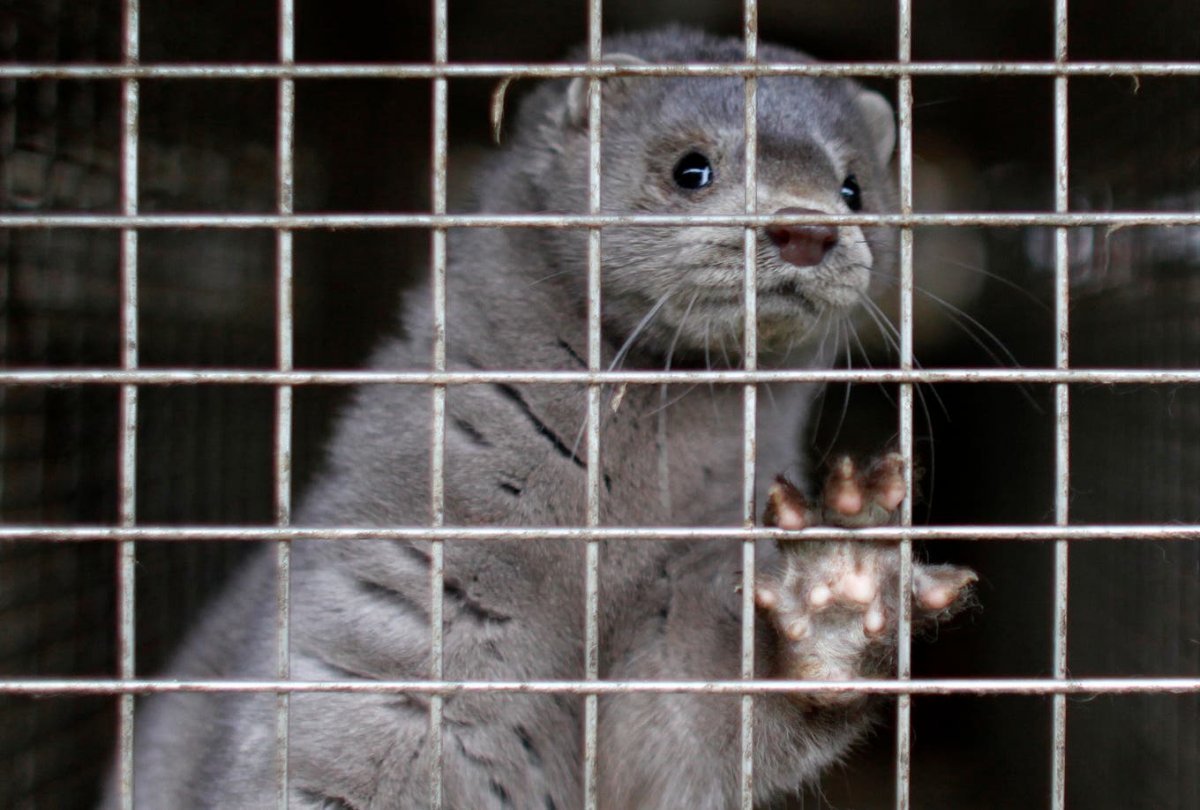 Серая норка и хорек