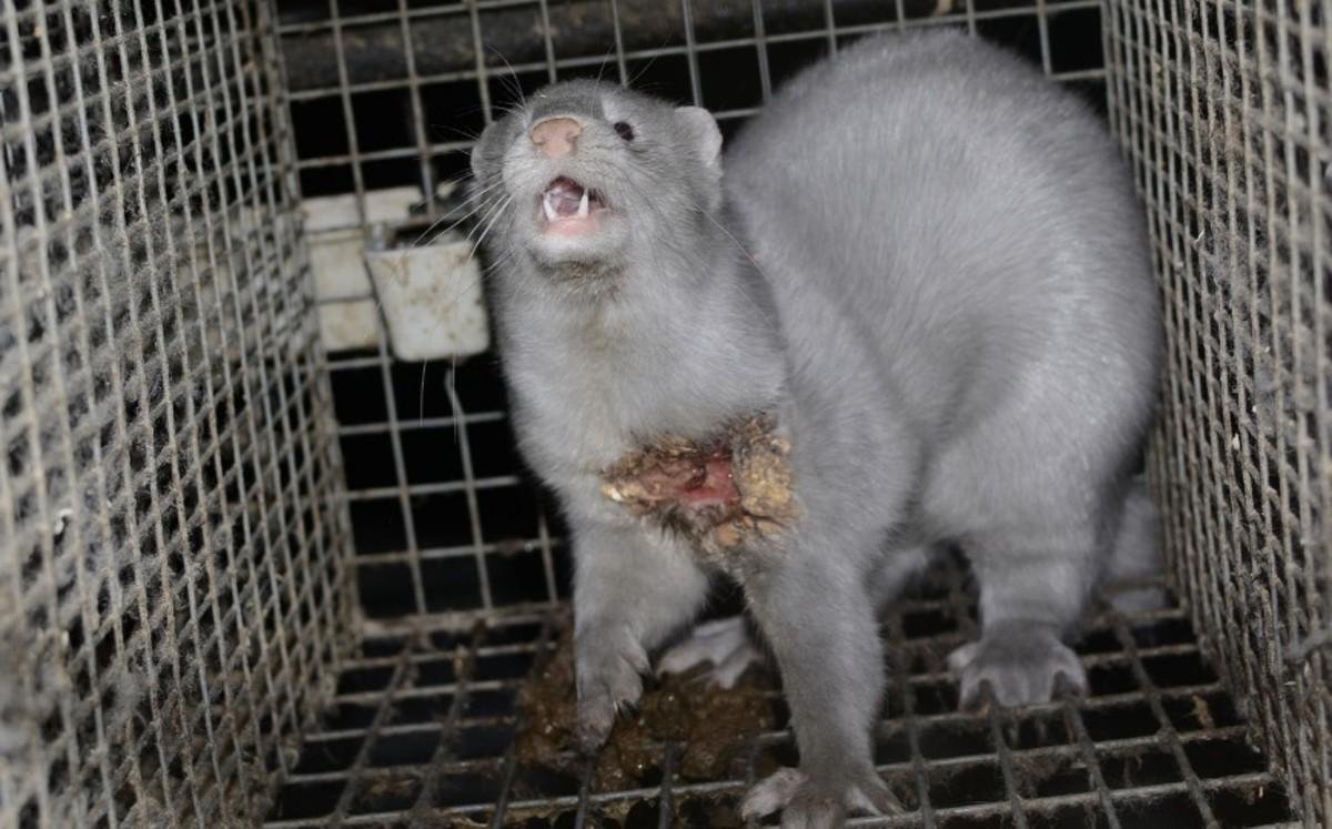 Командорский песец