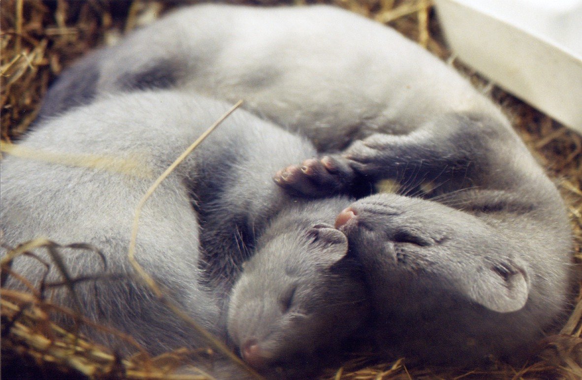 Песец и волк