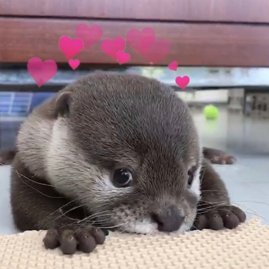 Мех голубая норка