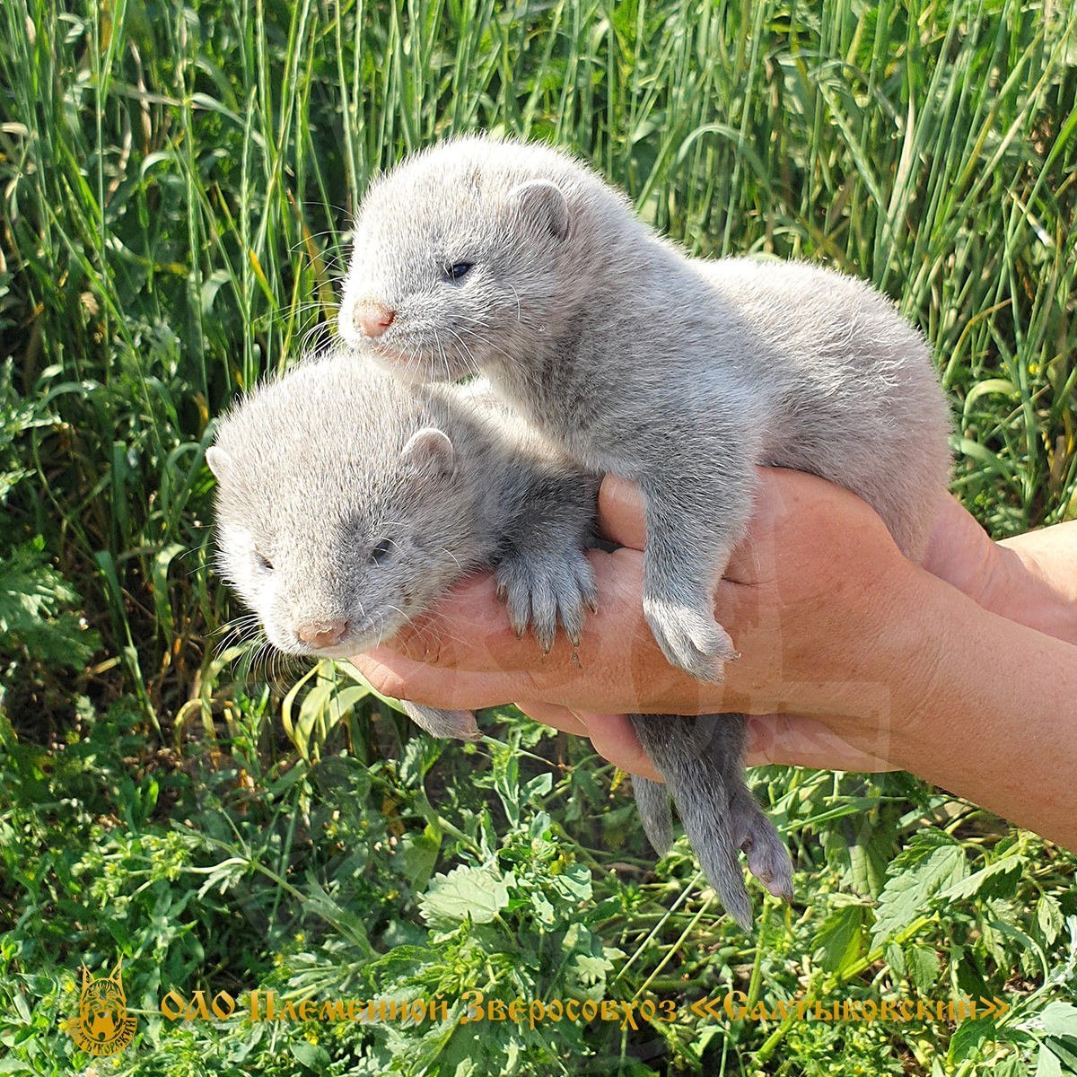 Звероферма норки