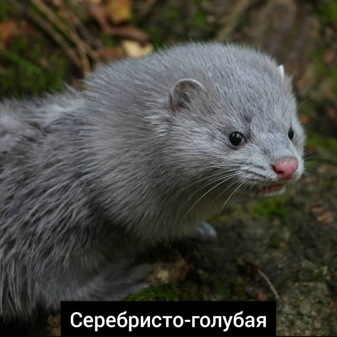 Серо белые норки животные