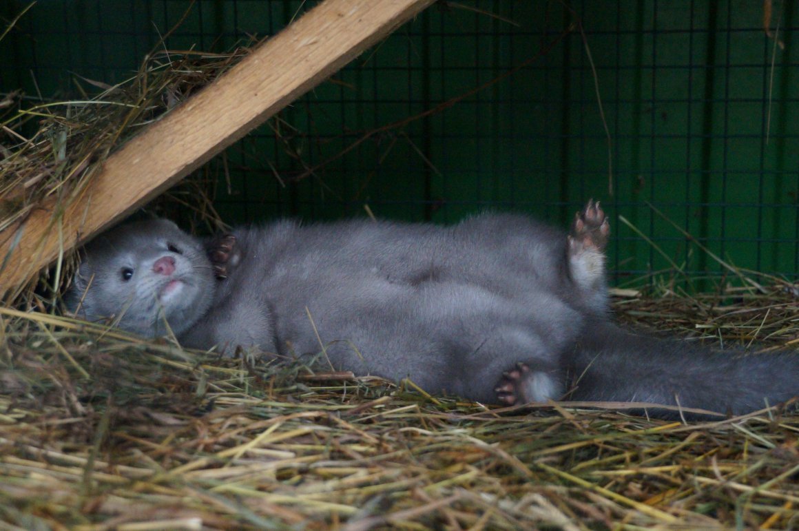 Пушные звери на ферме