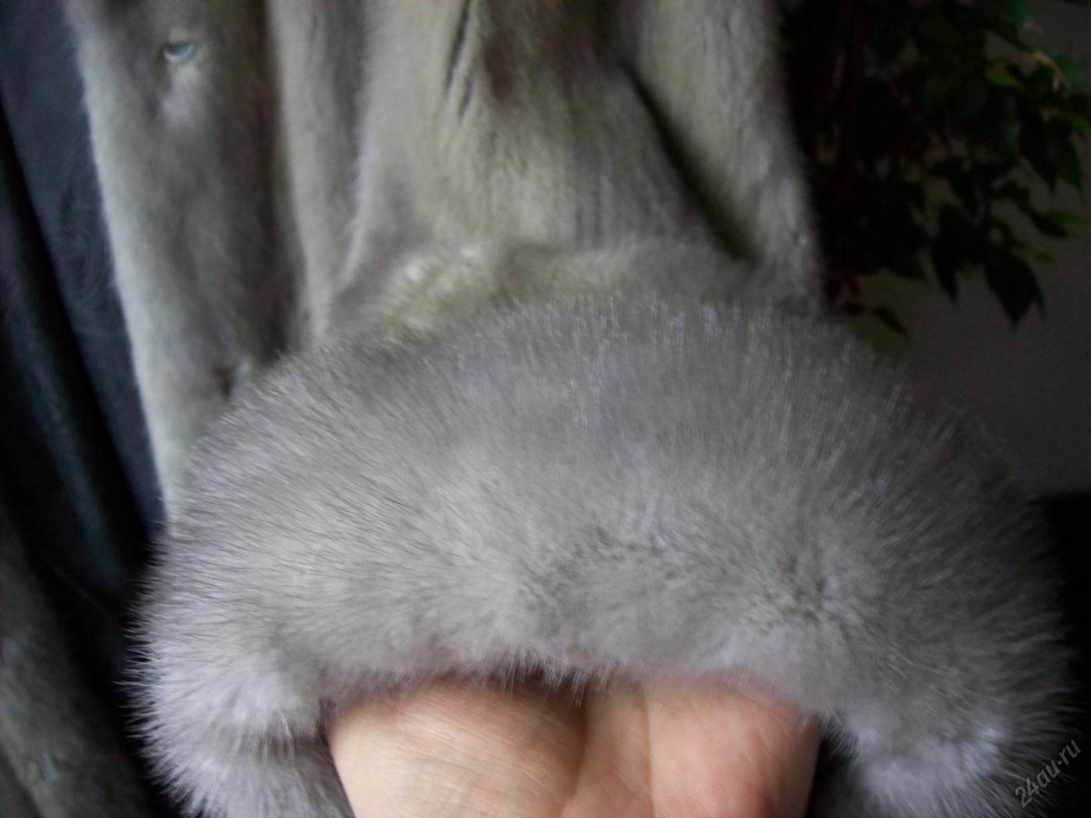 Фото норки зверька на белом фоне