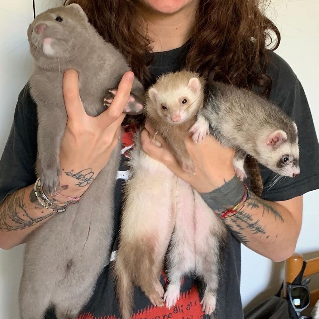 Американская норка (Mustela Vison)