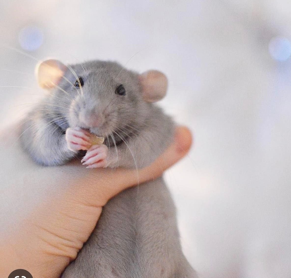 Детёныши норки на звероферме