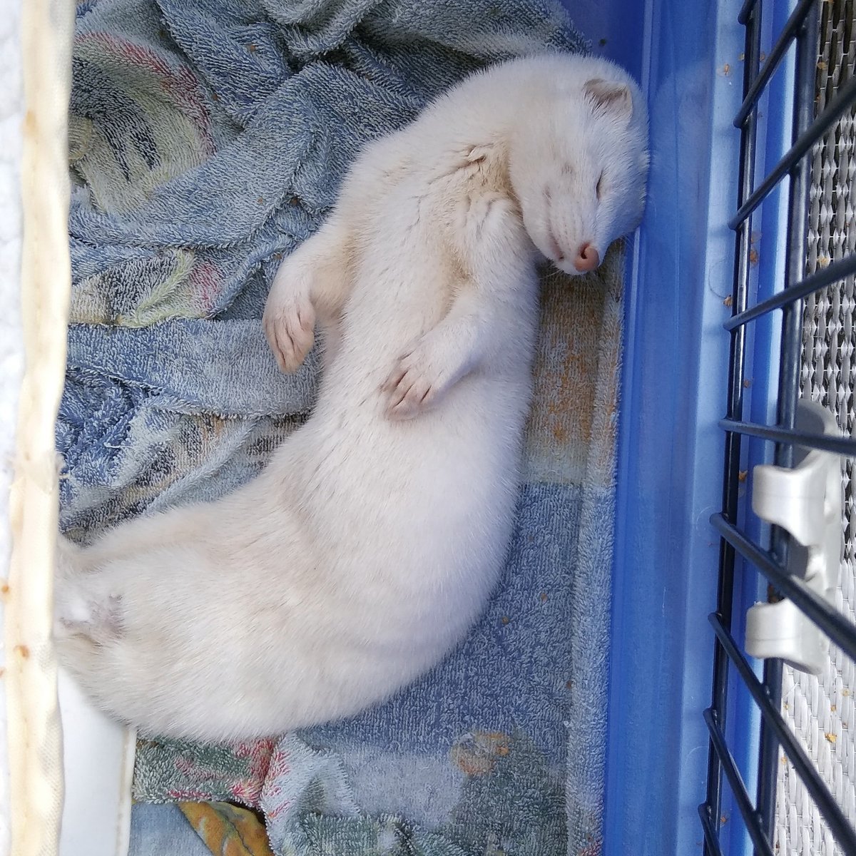 Норка сапфир зверёк