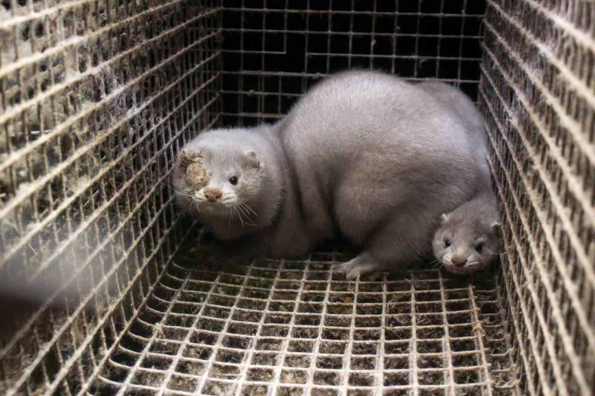 Американская норка белая