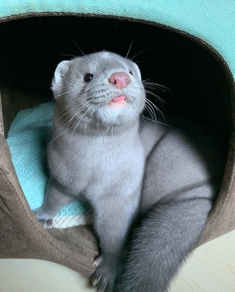 Алеутская голубая норка