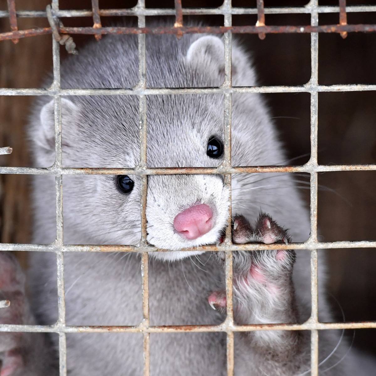 Песец на звероферме