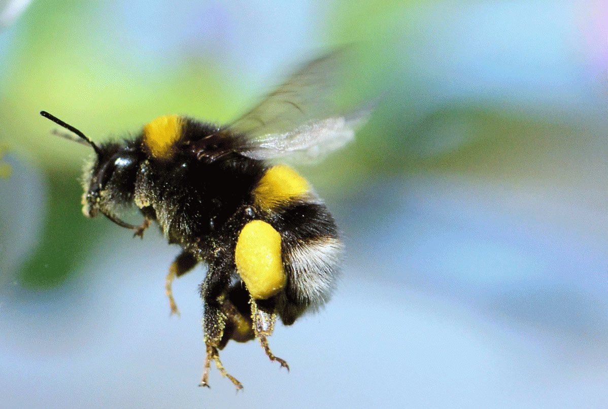 Пчелы и другие насекомые