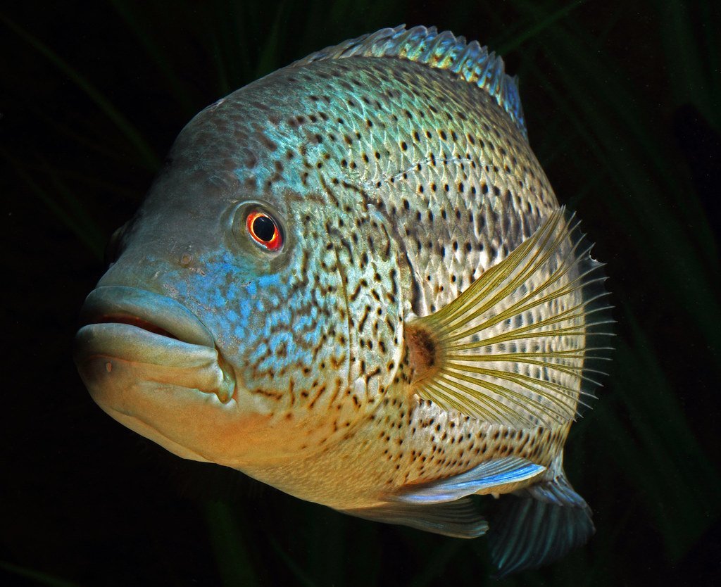 Парахромис Дови