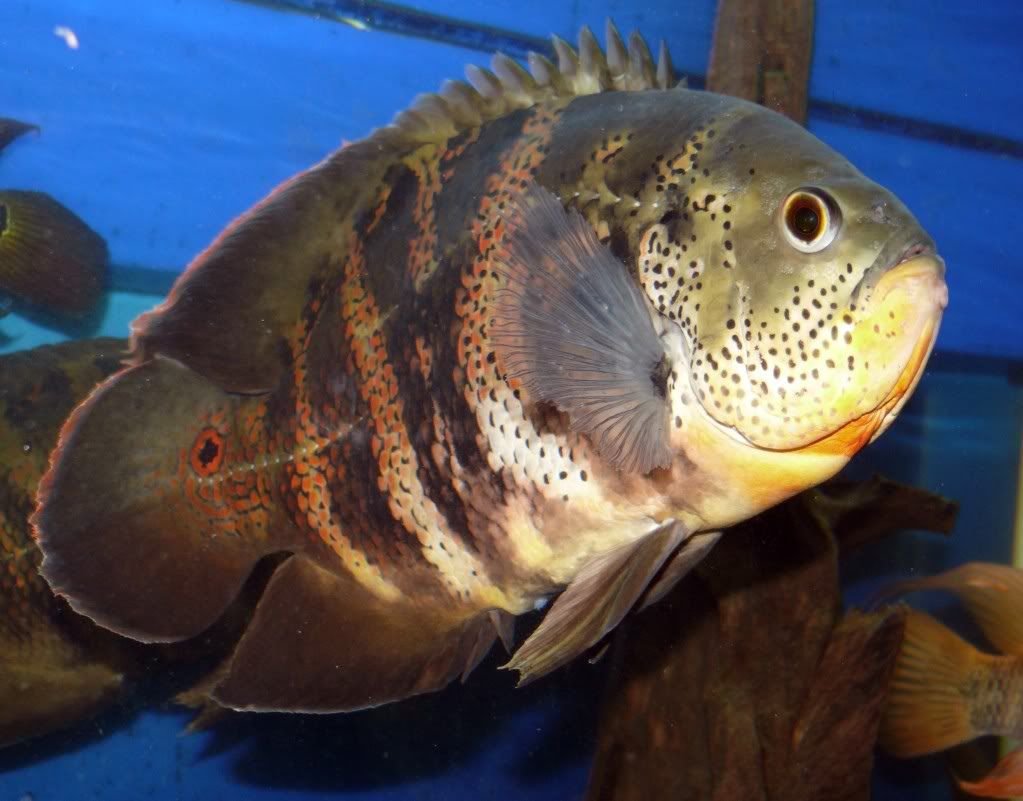 Астронотус вуалевый