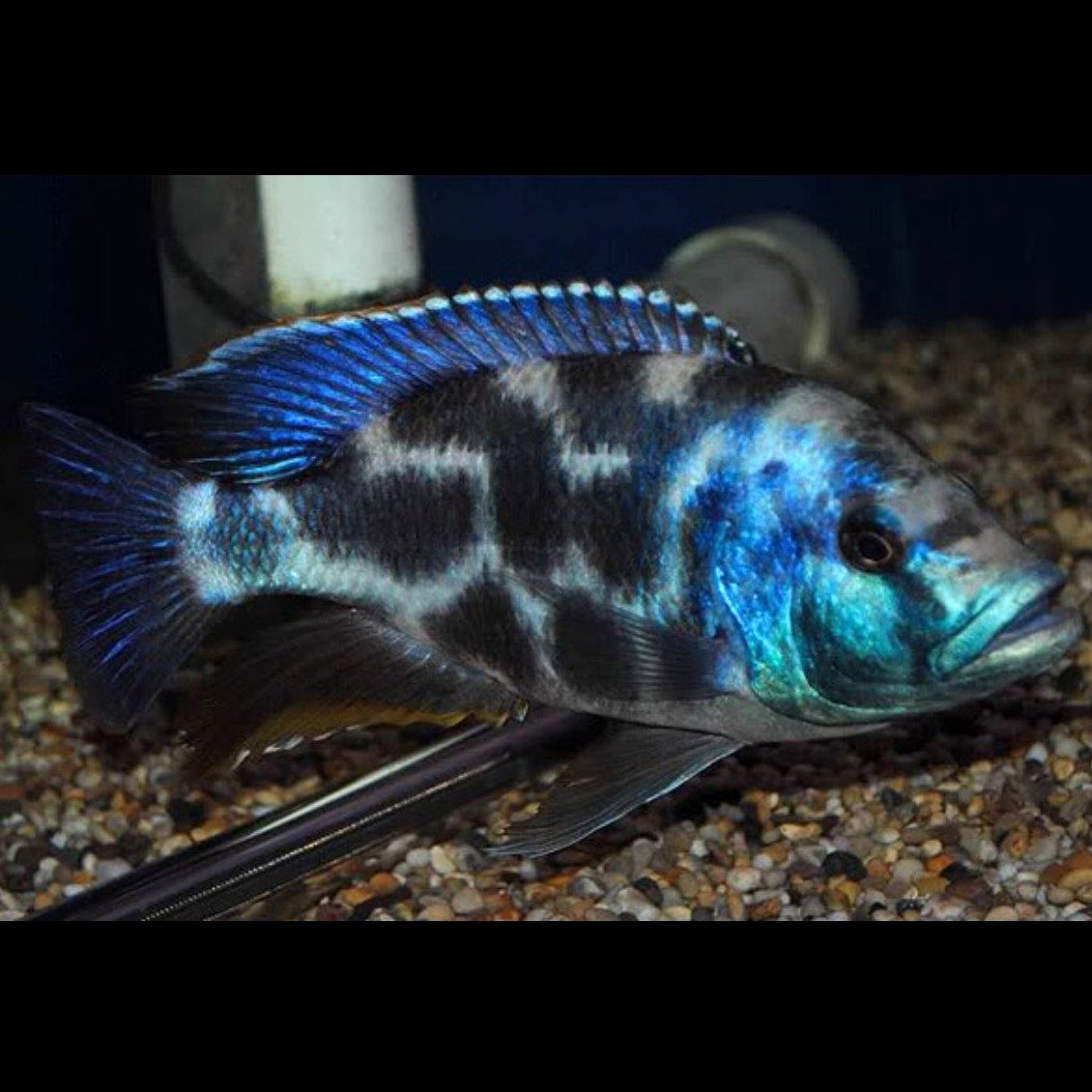 Хаплохромис Ливингстона