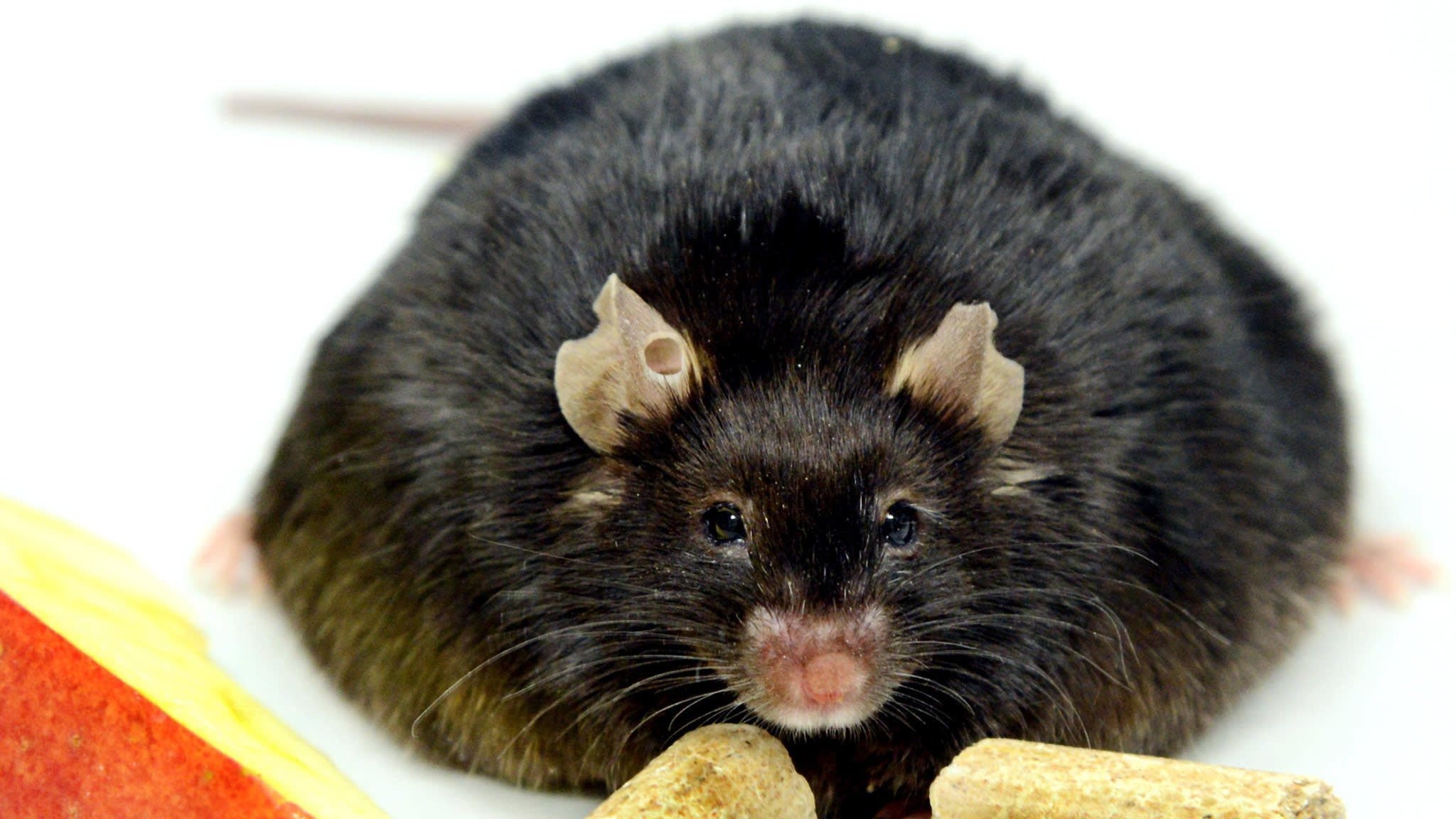 Жир мыши. Толстая мышь. Толстая крыса. Миша толстый.
