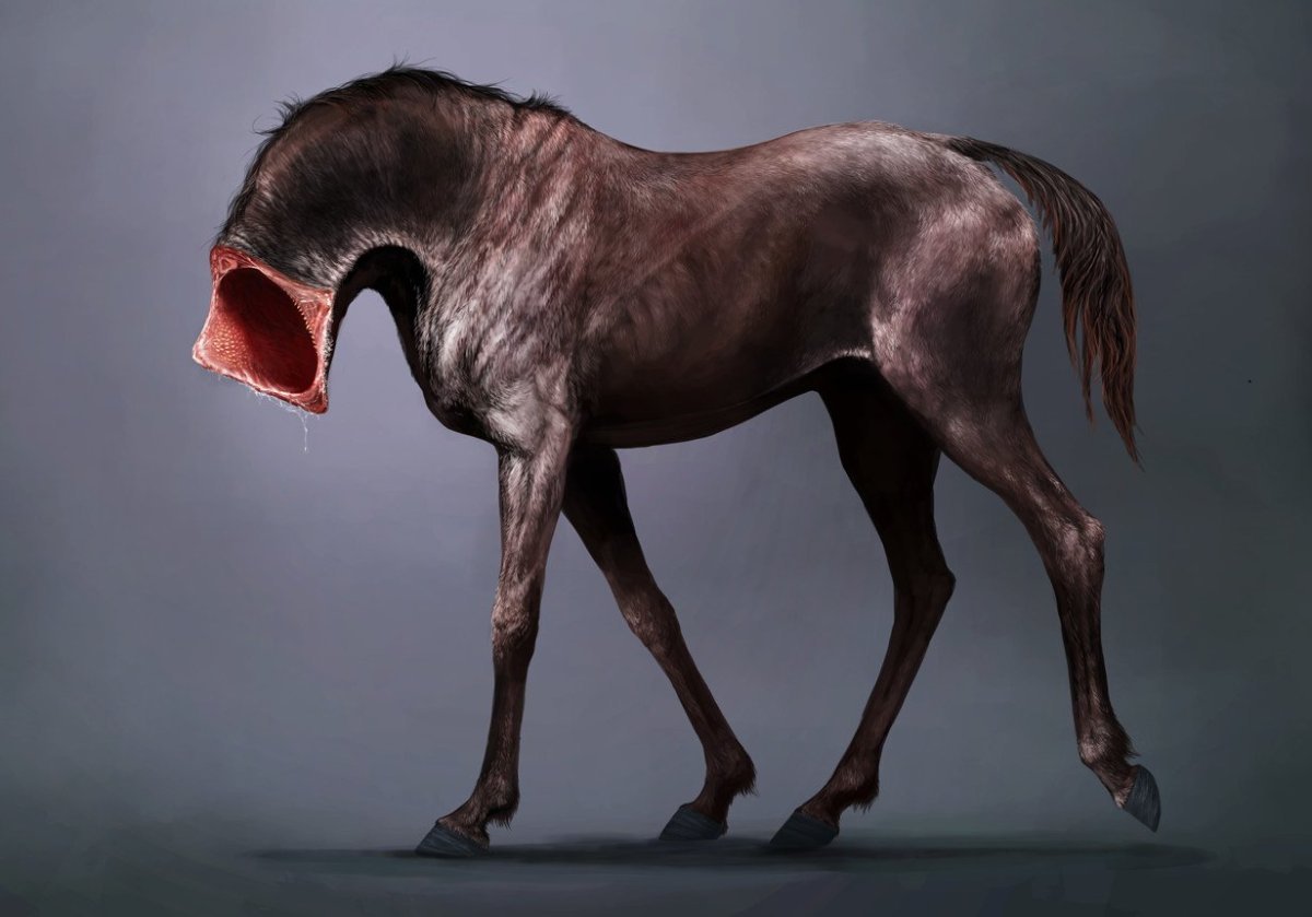 Лонхорст долговязая лошадь