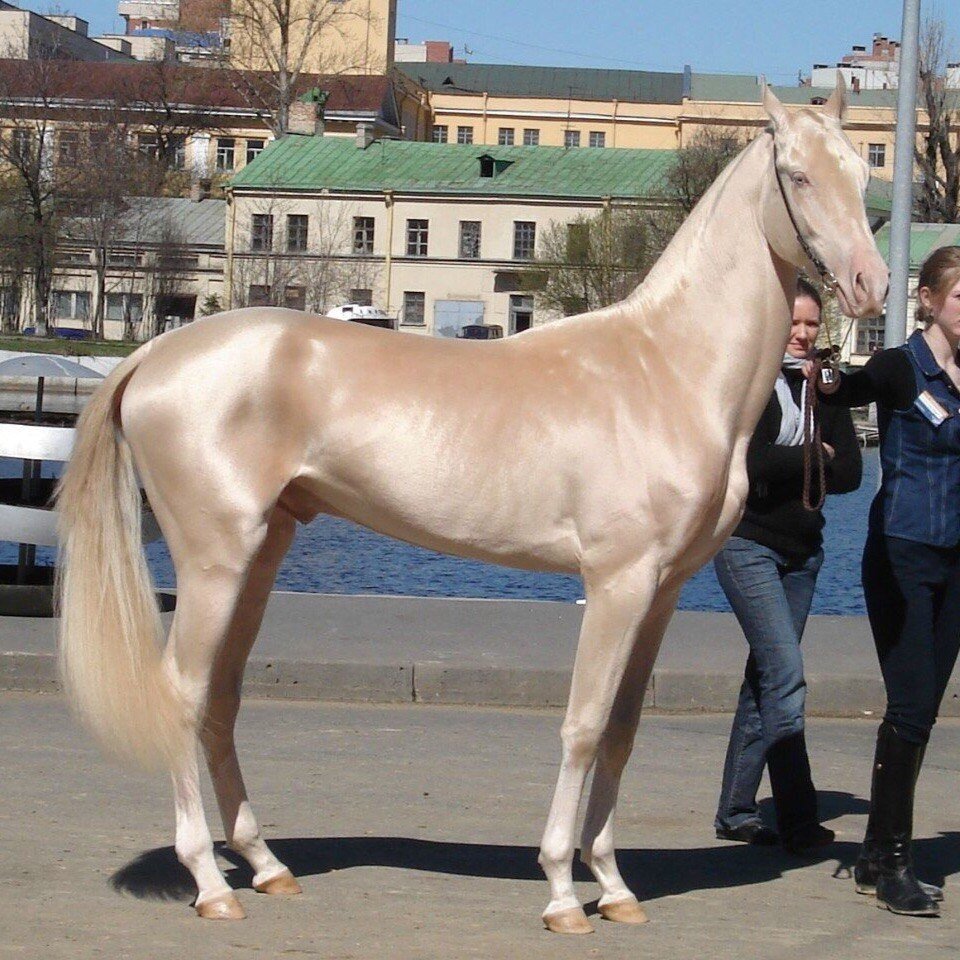Ахалтекинская лошадь Золотая
