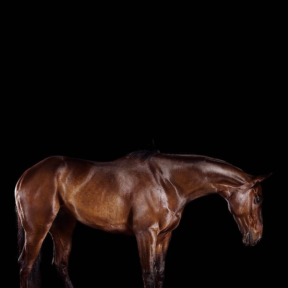 Поджарая лошадь