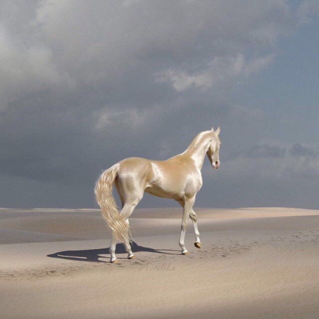 Ахалтекинская Изабелловая