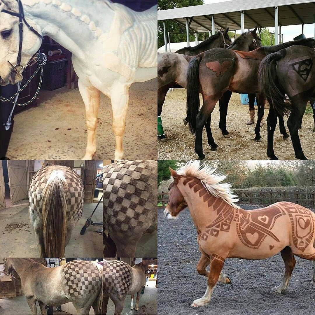 Красивая побритая лошадь