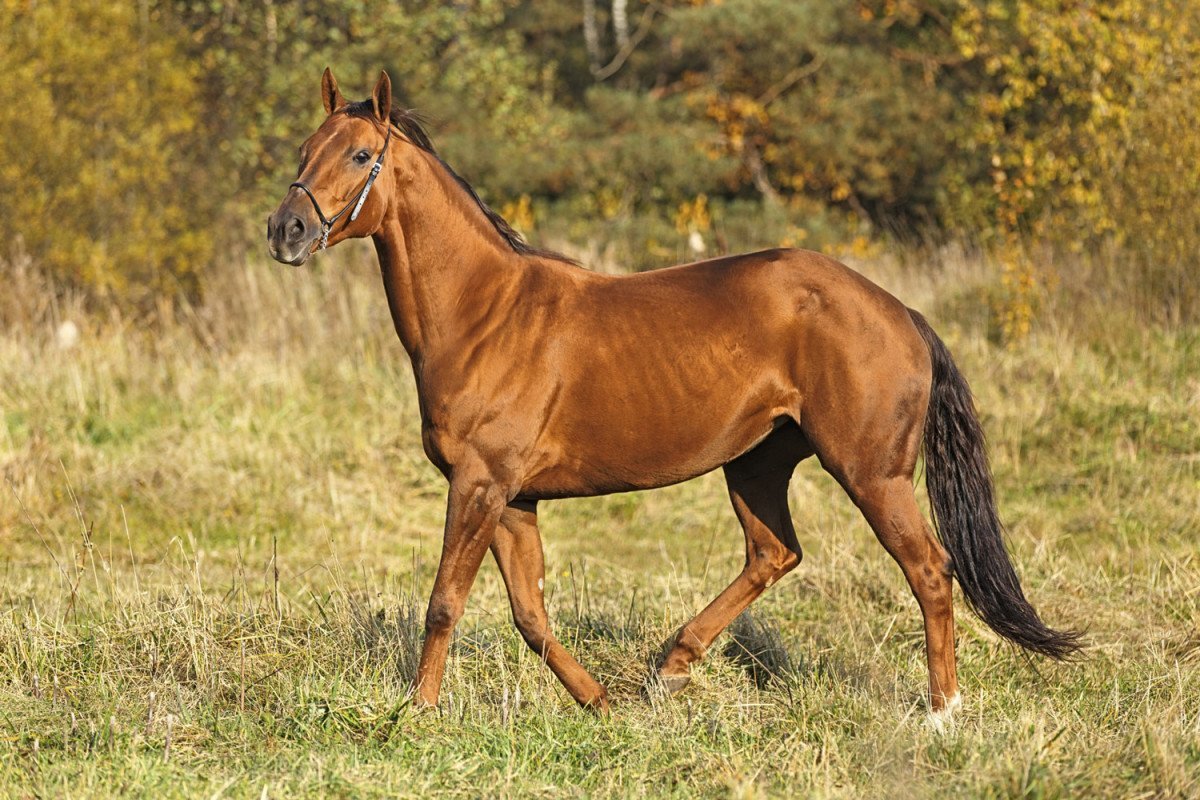 Тощая лошадь