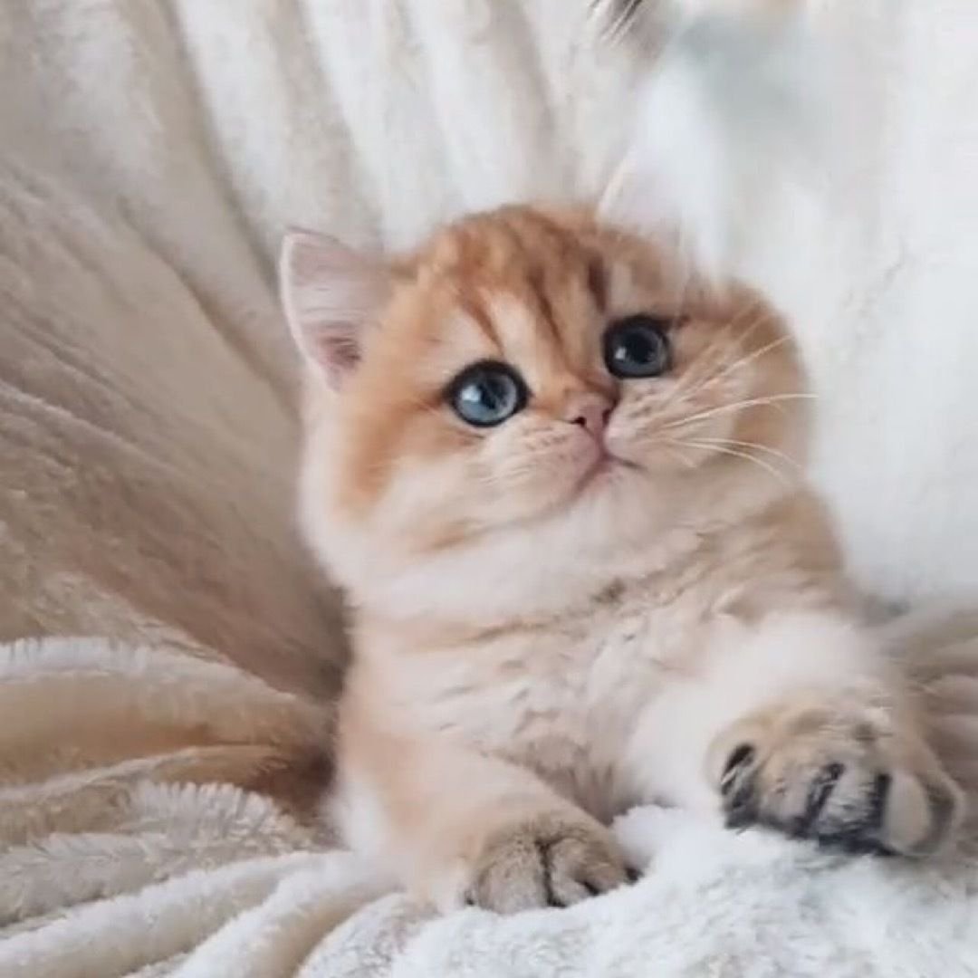 Манчкин Британская шиншилла