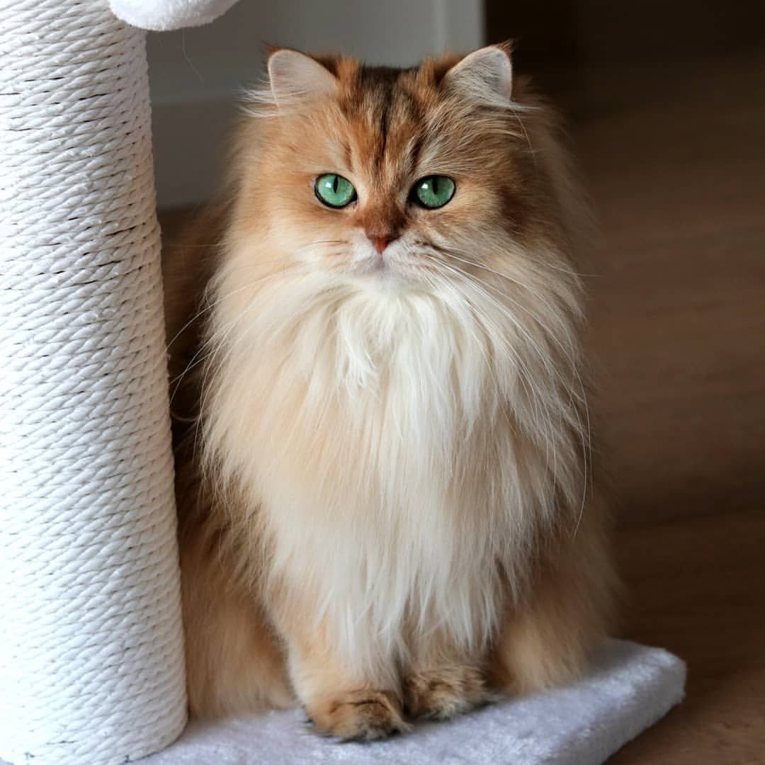 Британская длинношёрстная кошка